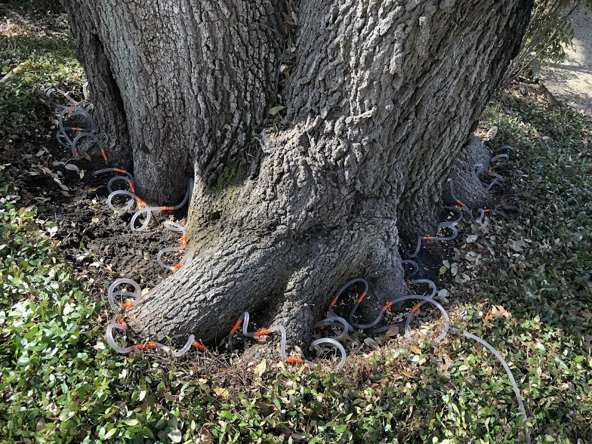 Detailed Tree Cabling and Bracing job site in Willow Grove