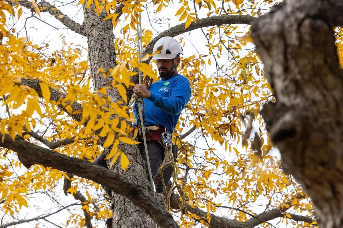 Skilled Tree Pruning crew working in Willow Grove